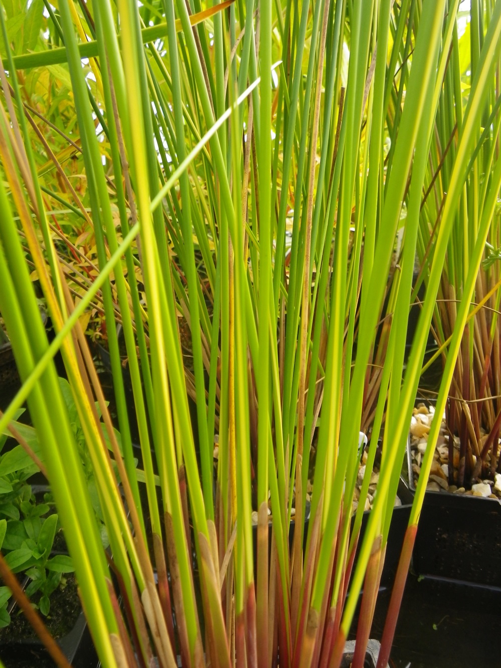 Juncus Effusus Gold Strike Devon Pond Plants Juncus Effusus Gold Strike Devon Pond Plants