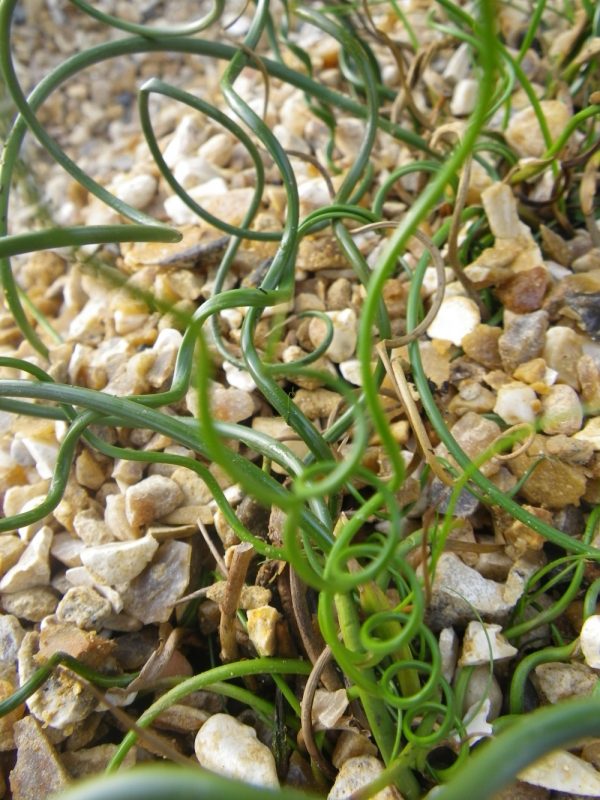 Juncus effusus 'Spiralis' (Corkscrew rush)