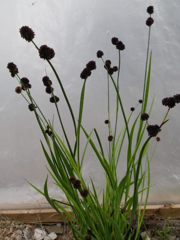 Juncus ensifolius (Sword rush, Flying hedgehogs)