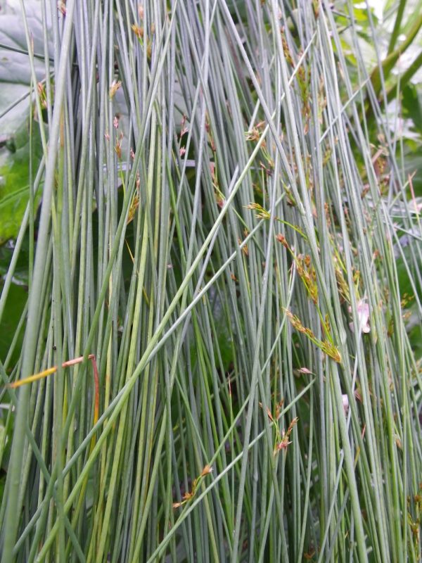 Potted pond packs for Wildlife - Image 3