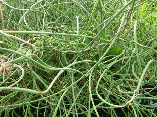 Juncus inflexus Afro (Corkscrew hard rush)