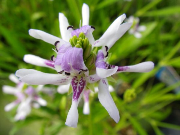 Justicia americana (American water willow)