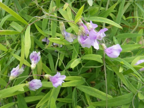 Lathyrus palustris (Marsh pea)
