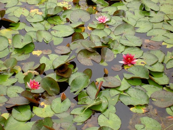 Nymphaea Laydekeri Lilacea