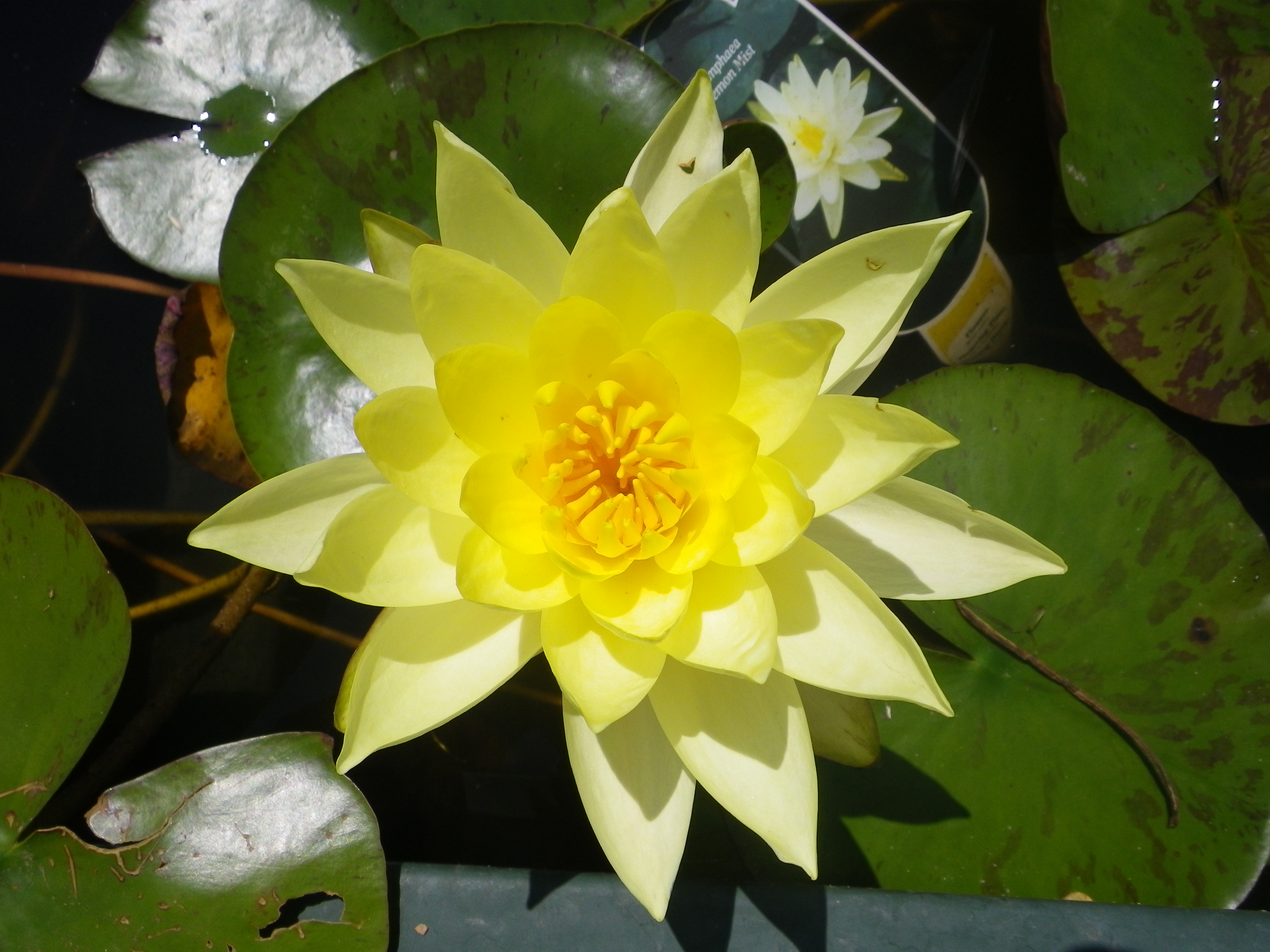 Nymphaea Lemon Mist Devon Pond Plants