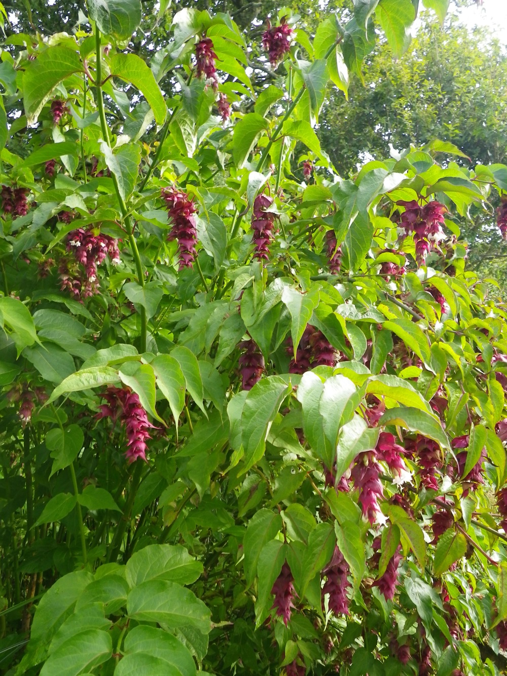 Leycesteria formosa (Hymalayan honeysuckle/Flowering