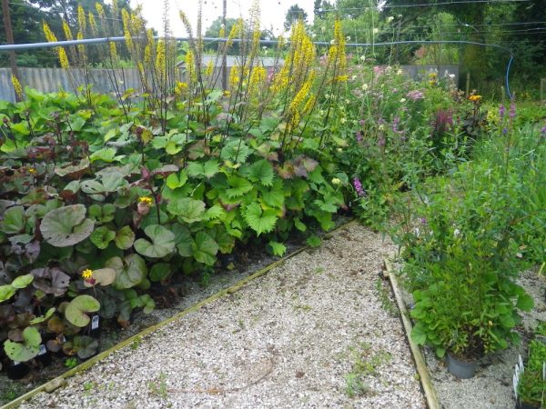 Ligularia mixed (Hingston Hybrids)