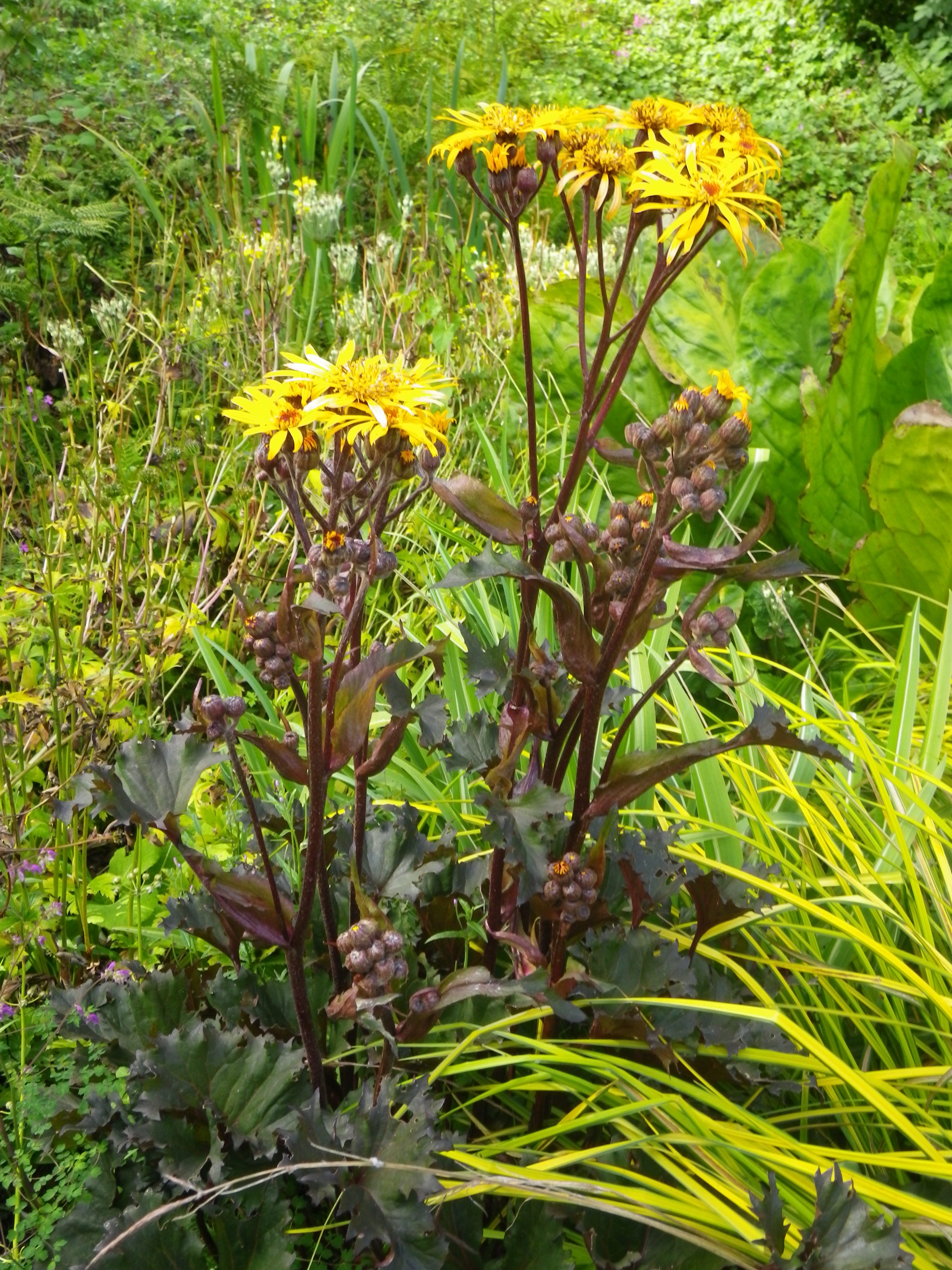 Ligularia Osiris Fantaisie Devon Pond Plants