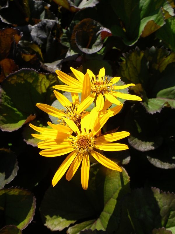 Ligularia dentata Desdemona (Leopard plant 'Desdemona')