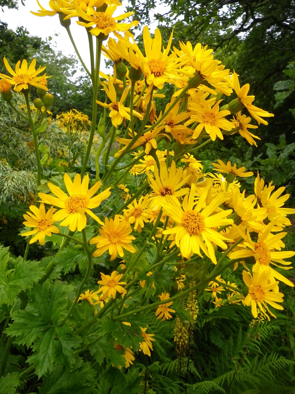 Ligularia palmatiloba x yoshizoeana Devon Pond Plants