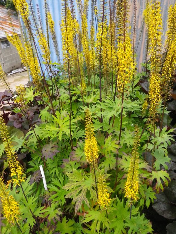 Ligularia przewalskii (Przewalskii's Golden Ray)