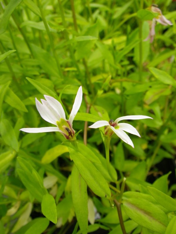 Lobelia chinensis (Water lobelia)