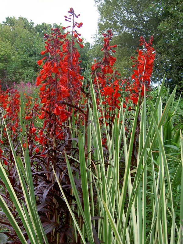 Lobelia fulgens Queen Victoria (Red leaved cardinal flower, Scarlet lobelia)