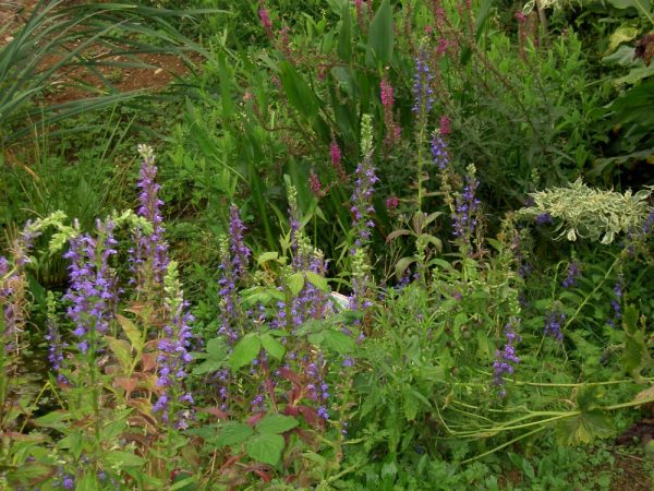 Lobelia siphilitica (Blue cardinal flower)