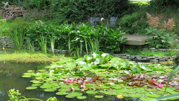 Lucky Dip Lily