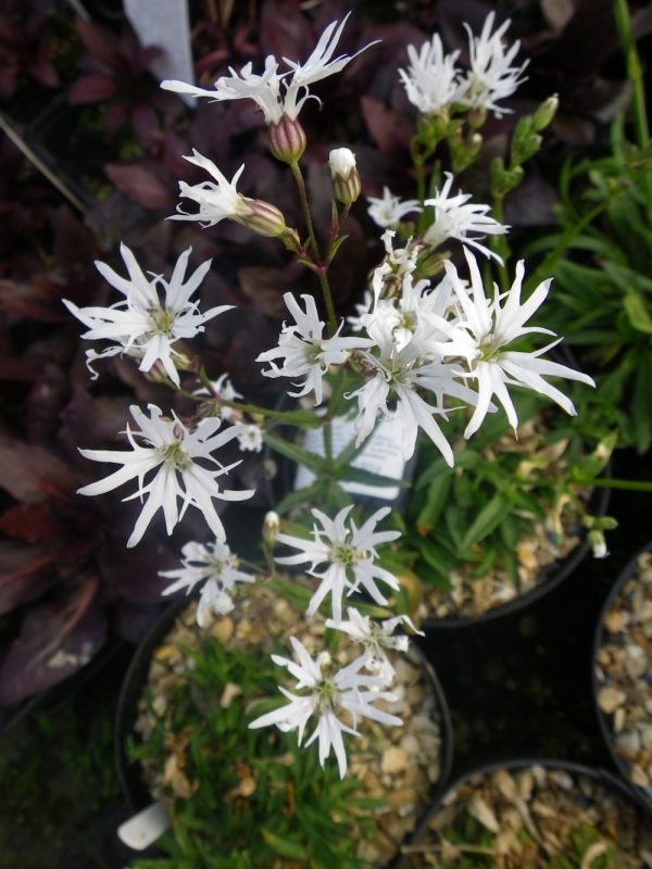 Lychnis flos-cuculi White Robin