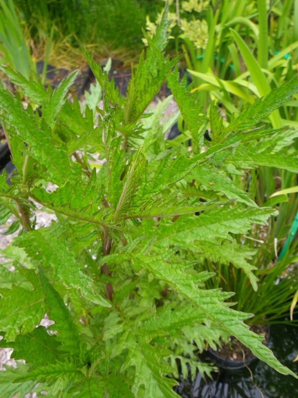 Lycopus europaeus (Gypsywort)