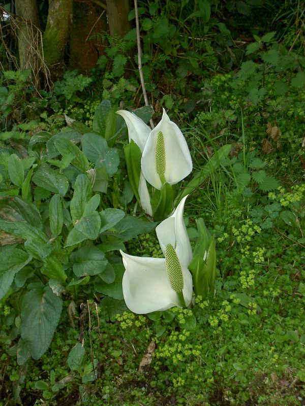Lysichiton camtschatcensis (White skunk cabbage)