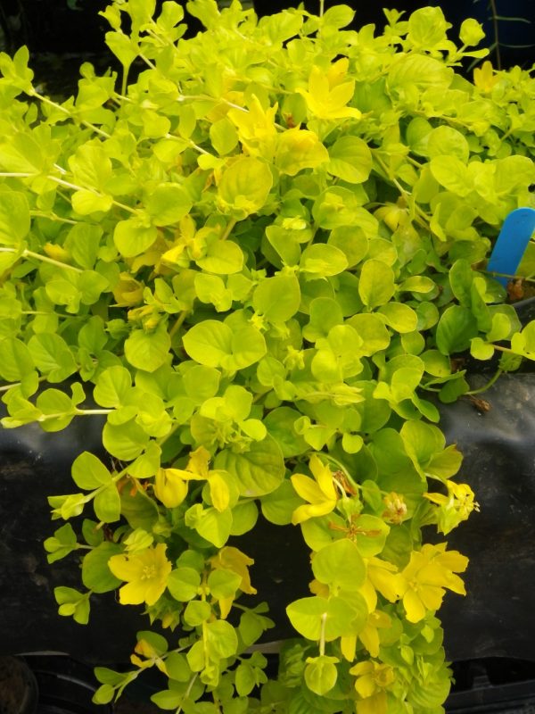 Lysimachia nummularia Aurea (Golden creeping Jenny)