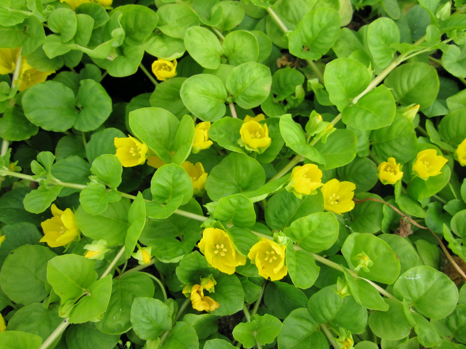 creeping jenny flower