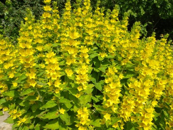 Lysimachia punctata (Golden Candles, Dotted loosestrife, yellow Loosestrife)