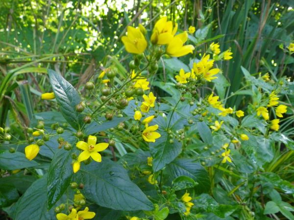 Lysimachia vulgaris (Common Loosestrife)