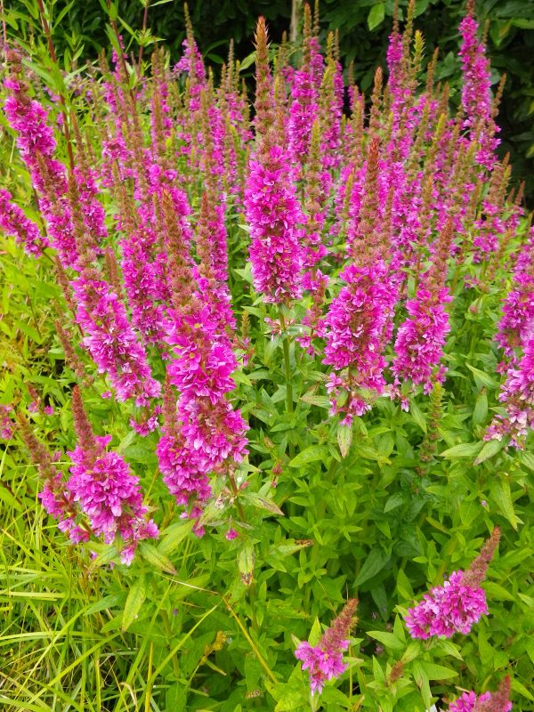Lythrum salicaria Robert