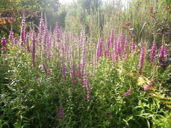 Lythrum salicaria (Purple loosestrife)