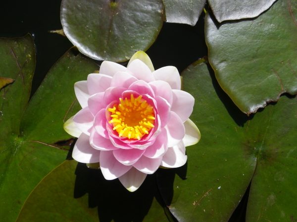 Nymphaea Madame Wilfron Gonnere