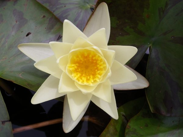 Nymphaea Marliacea Chromatella