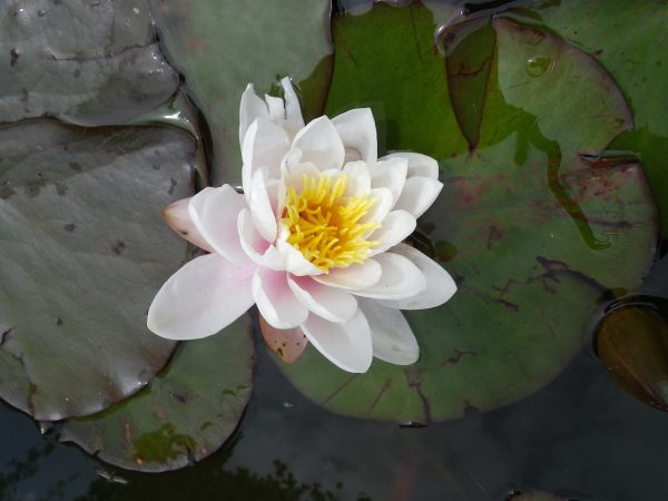 Nymphaea Marliacea Rosea
