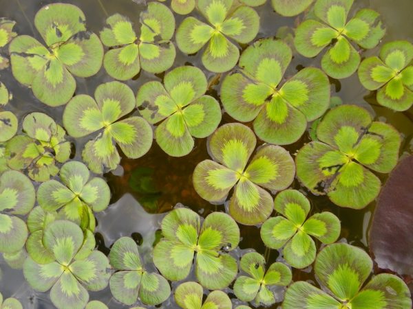 Marsilea mutica (Nardoo, Banded Water clover)