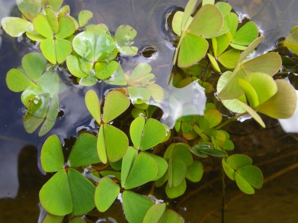 Marsilea quadrifolia (Water clover, Four leaf clover)