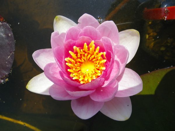 Nymphaea Masaniello