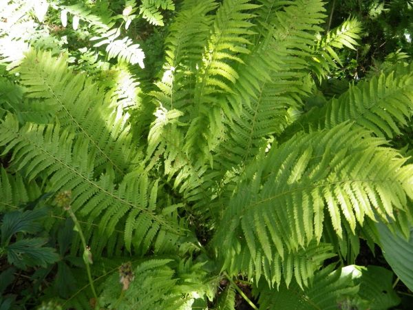 Matteucia struthiopteris (Shuttlecock or Ostrich Fern)
