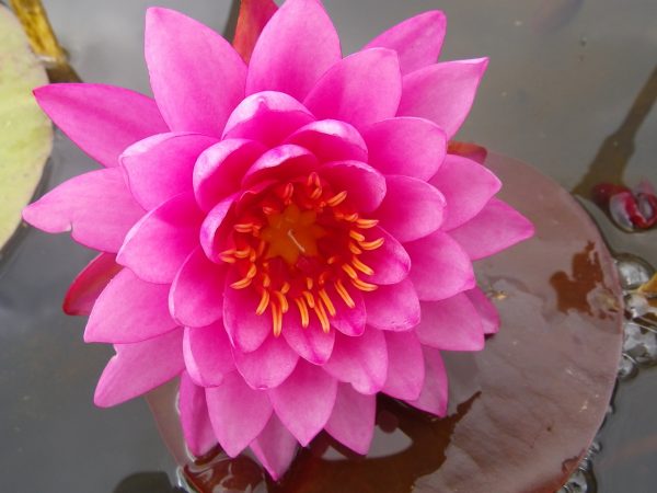 Nymphaea Mayla