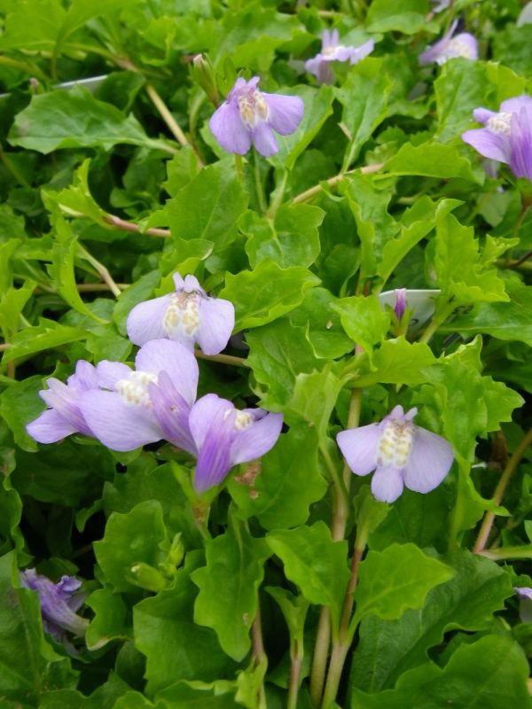 Mazus reptans (Chinese marshflower)