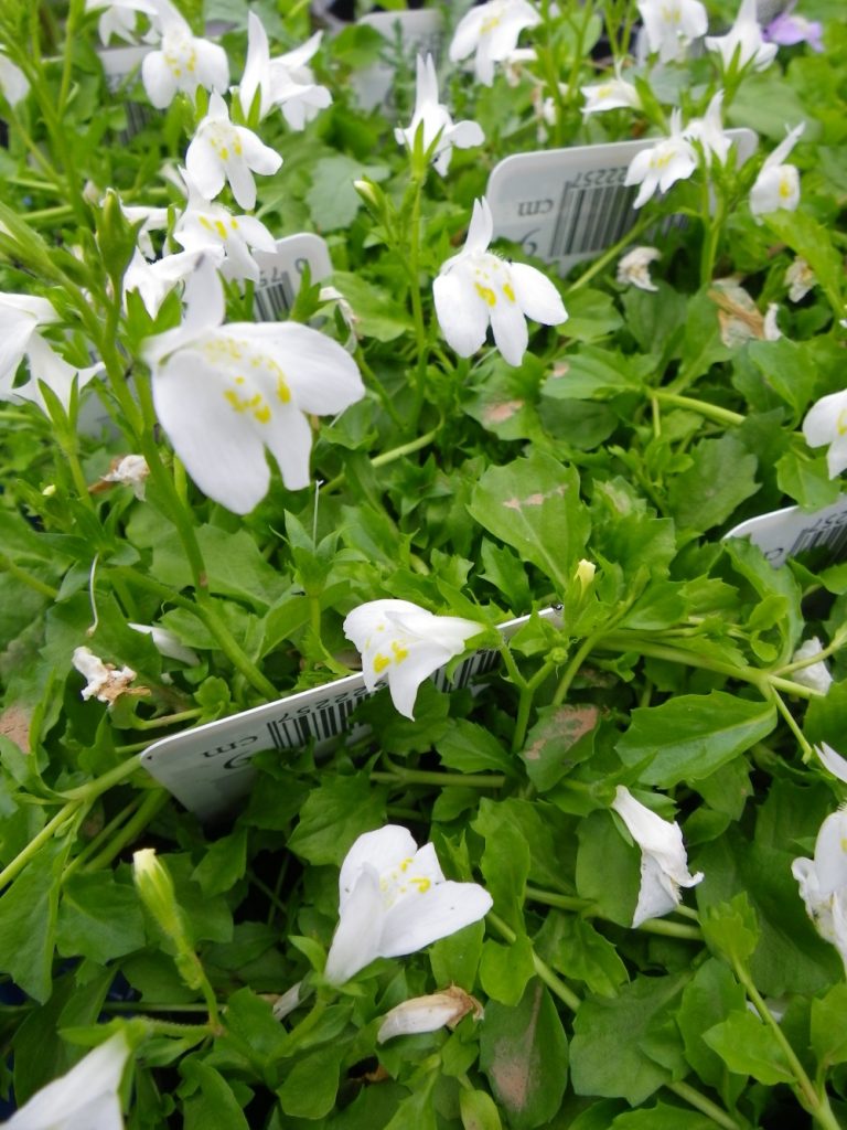 Mazus reptans �alba� (White Chinese marshflower) Devon