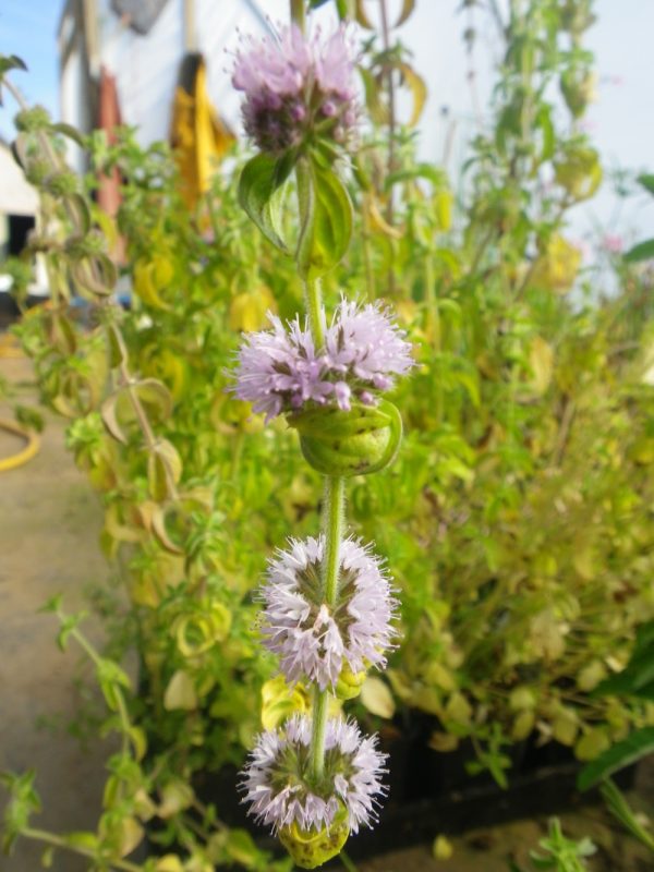 Mentha pulegium (Penny Royal)