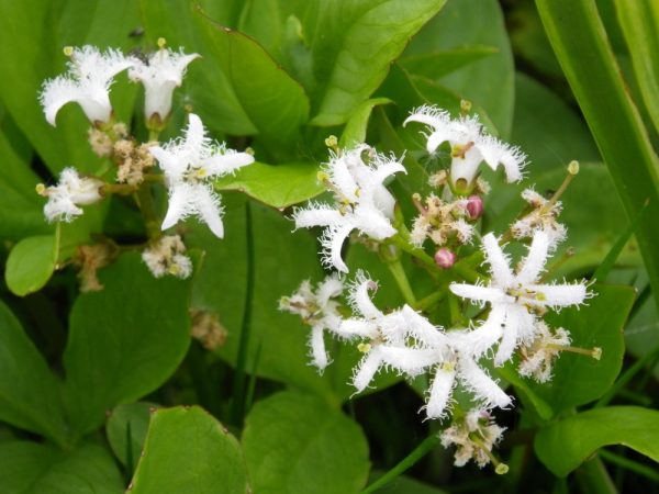 Pick and Mix Bare Root Plants (x5) - Image 23