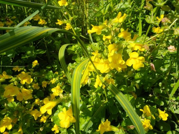 Mimulus guttatus (Yellow monkey flower)