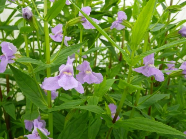 Mimulus ringens (Lavender Musk)