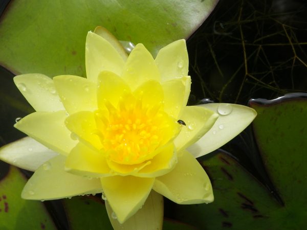 Nymphaea Moorei