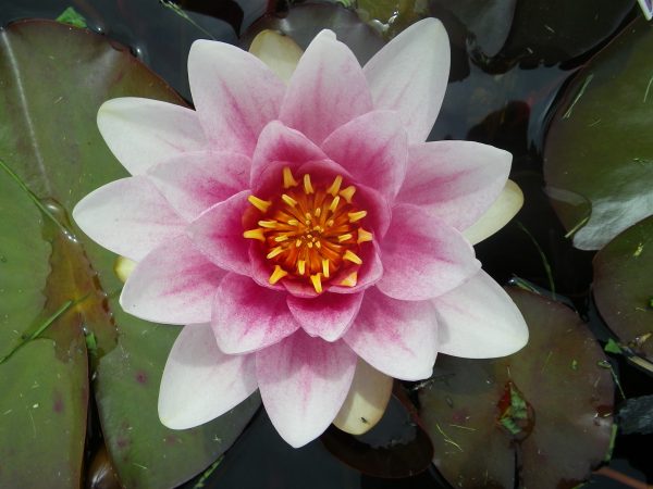 Nymphaea Mrs Richmond