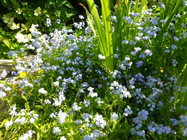 Myosotis palustris (Water forget-me-not)