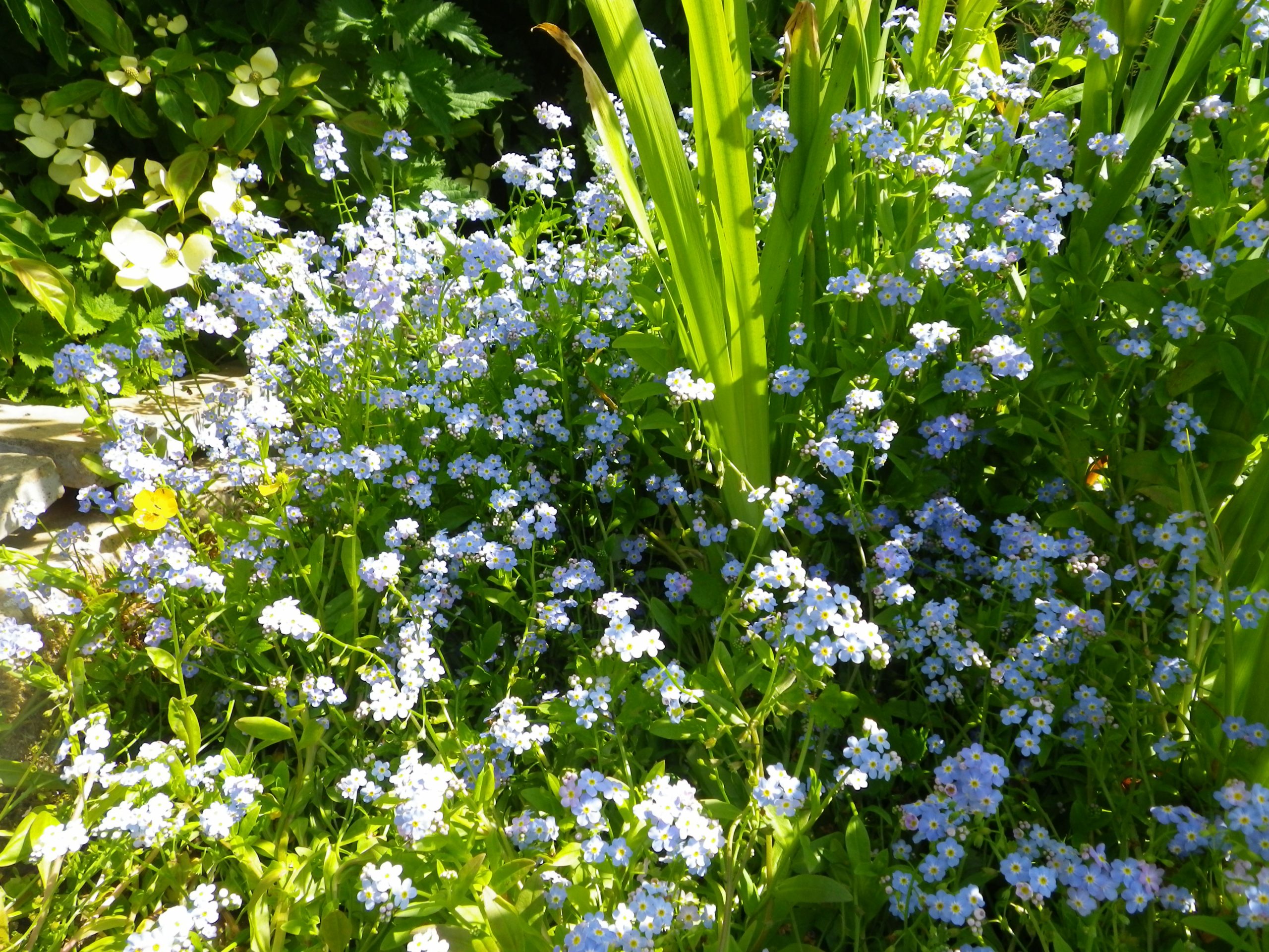 Незабудка в саду. Незабудка Болотная Myosotis palustris. Альпийская Незабудка многолетник. Незабудка многолетняя Альпийская белая.