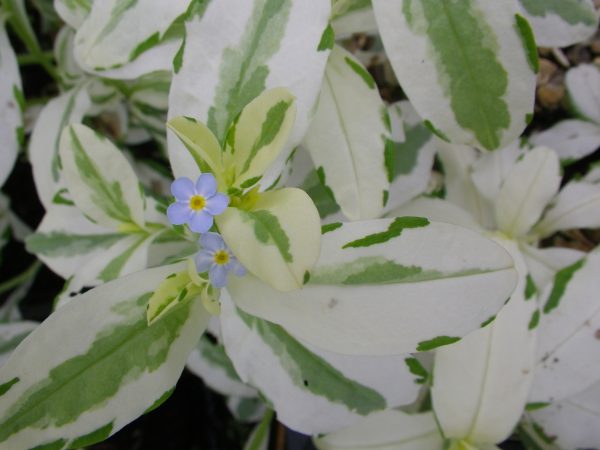 Myosotis palustris variegatus Maytime