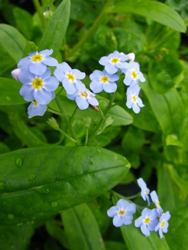 Myosotis palustris Mermaid