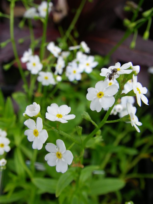 Myosotis palustris Alba (White Water forget-me-not)