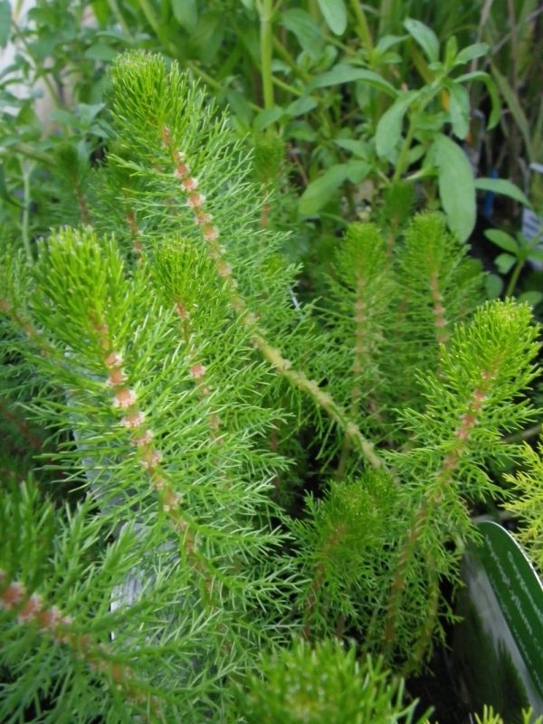 Myriophyllum crispatum (Upright water milfoil)
